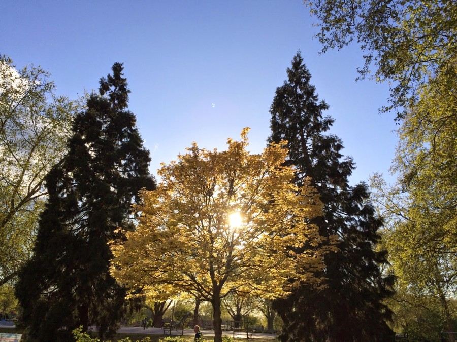 The Green Way Solar LTD