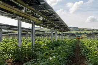 Potatoes Growing Beneath Solar Panels